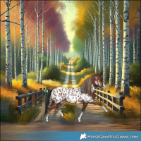 Horse Color:Black Appaloosa and Chestnut Appaloosa