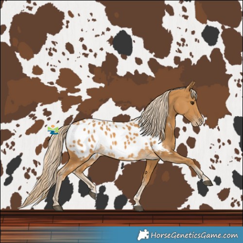 Horse Color:Palomino Blanket 