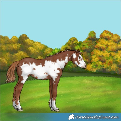Horse Color:Chestnut Frame Rabicano 