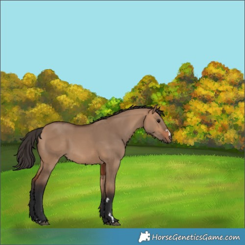 Horse Color:Bay Dun 