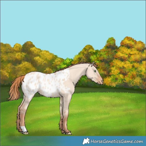 Horse Color:Gold Champagne Dun Appaloosa 