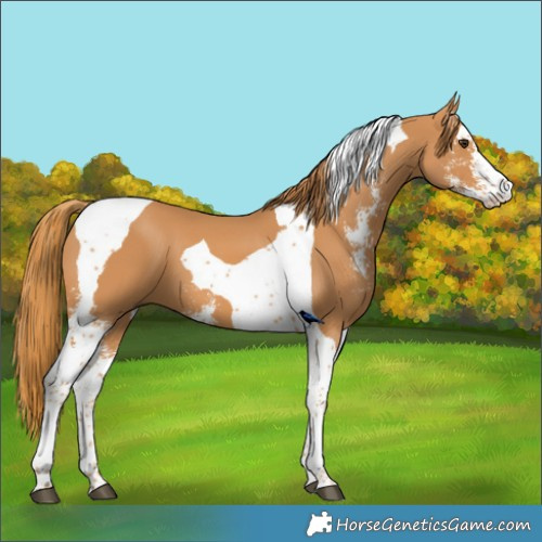 Horse Color:Chestnut Sabino Tobiano 