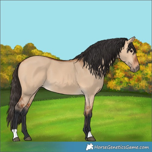 Horse Color:Bay Dun 