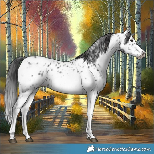 Horse Color:Black Sabino Frame Appaloosa 