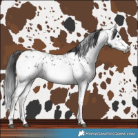 Horse Color:Black Sabino Frame Near Leopard