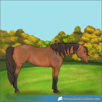 Horse Color:Bay Frame