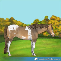 Horse Color:Buckskin Tobiano Frame Blanket 