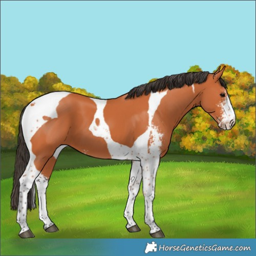 Horse Color:Bay Sabino Tobiano 