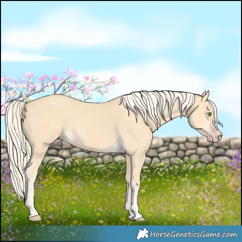 Horse Color:Gold Cream Champagne 