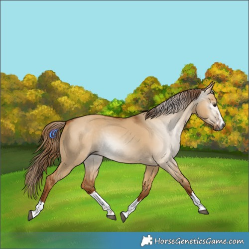 Horse Color:Gray Red Dun 