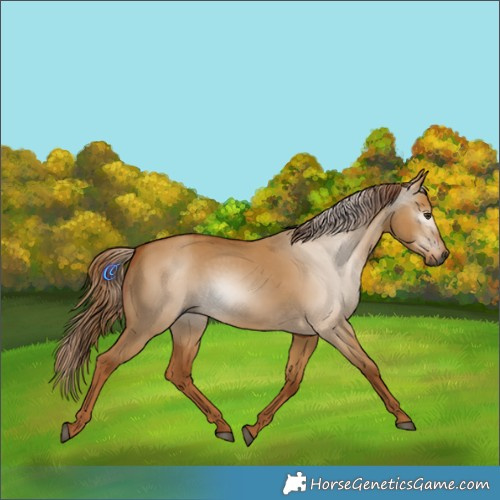 Horse Color:Gray Red Dun 