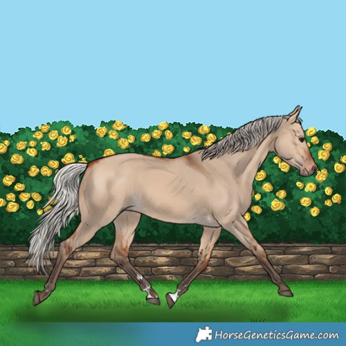 Horse Color:Silver Bay Dun