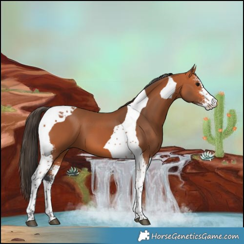 Horse Color:Bay Sabino Tobiano 