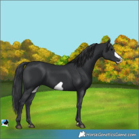 Horse Color:Black Frame