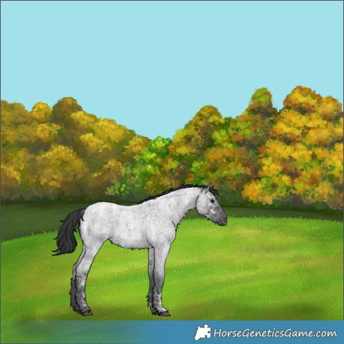 Horse Color:Blue Ice Roan 
