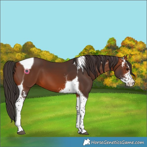 Horse Color:Bay Sabino Tobiano 