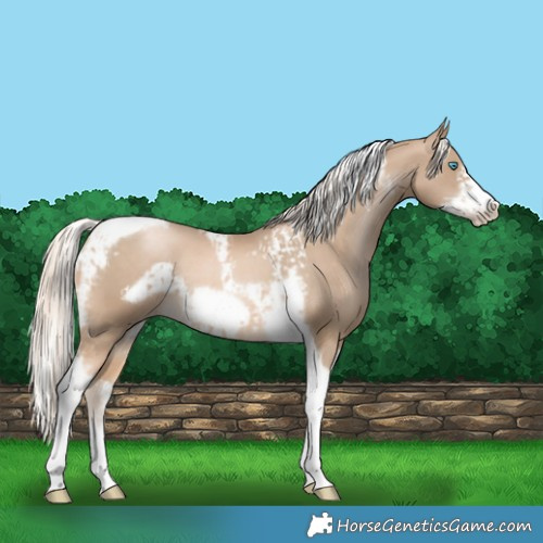 Horse Color:Chocolate Palomino Pearl Tobiano Frame  and Chocolate Palomino Pearl Tobiano Frame 