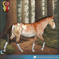 Horse Color:Bay Dun Blanket Rabicano Brindle 
