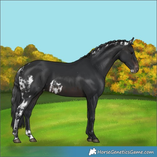 Horse Color:Brown Skewed LP Spotted