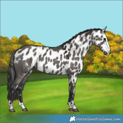 Horse Color:Grullo Skewed LP Spotted 