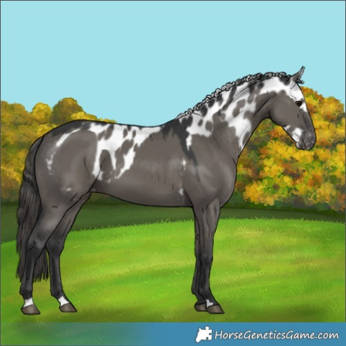 Horse Color:Grullo Skewed LP Spotted