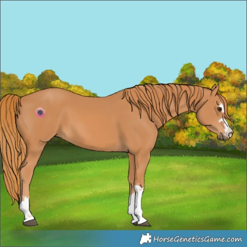 Horse Color:Chestnut 