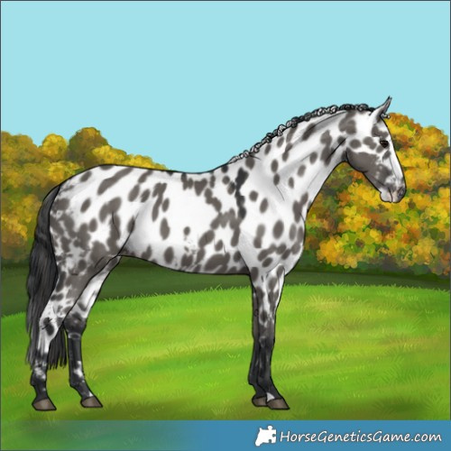 Horse Color:Grullo Skewed LP Spotted 