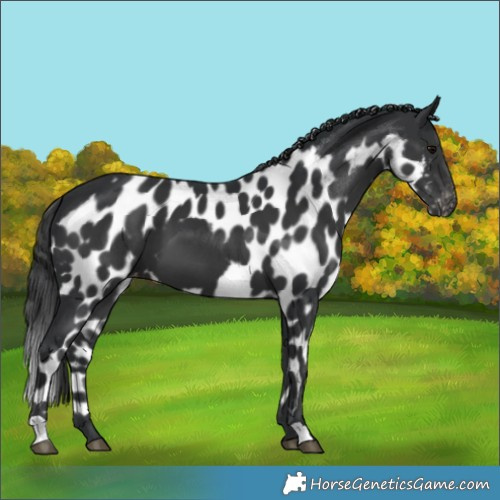 Horse Color:Black Skewed LP Spotted