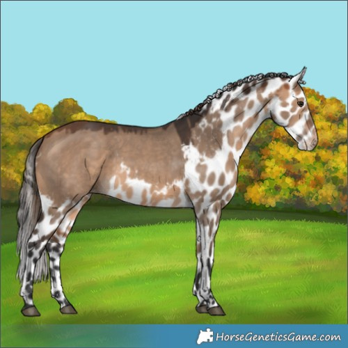 Horse Color:Bay Dun Skewed Appaloosa