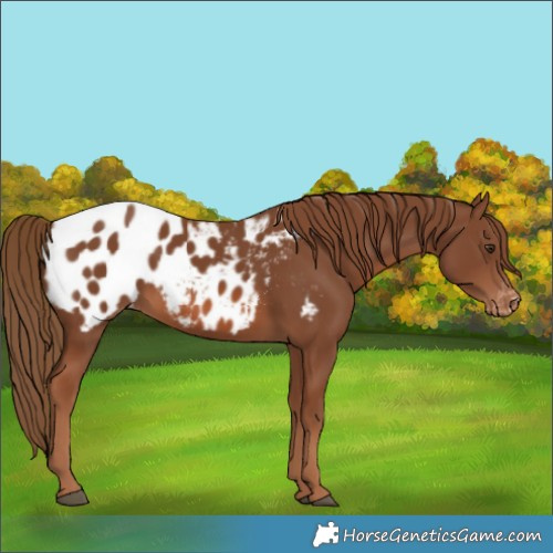 Horse Color:Chestnut Appaloosa