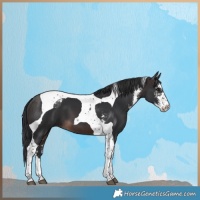 Horse Color:Brown Sabino Tobiano 