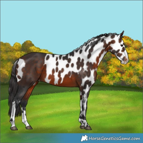 Horse Color:Brown Skewed Appaloosa