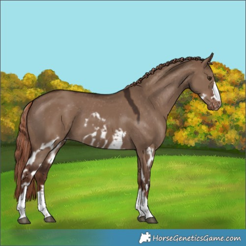 Horse Color:Liver Red Dun Skewed Appaloosa 