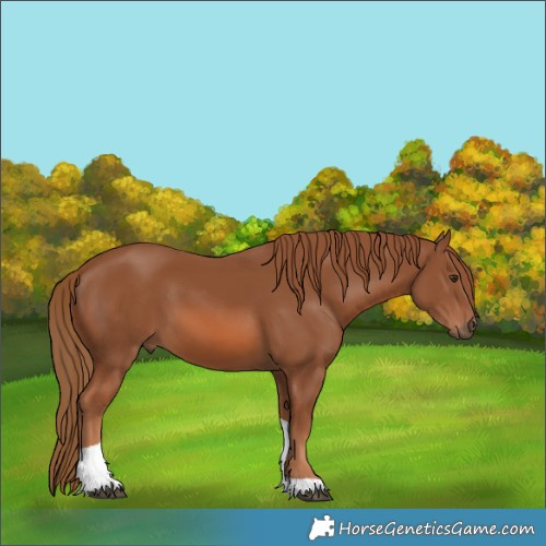 Horse Color:Chestnut Tobiano 