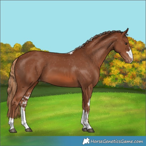 Horse Color:Chestnut Skewed Appaloosa