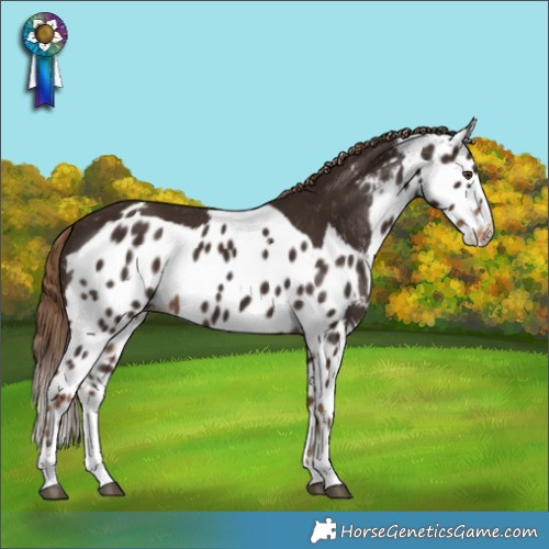 Horse Color:Liver Chestnut Skewed Appaloosa 