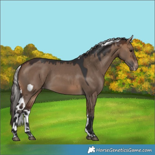 Horse Color:Brown Dun Skewed Appaloosa 