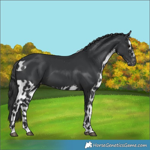 Horse Color:Black Skewed LP Spotted 