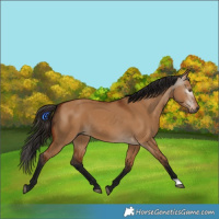 Horse Color:Gray Bay Dun