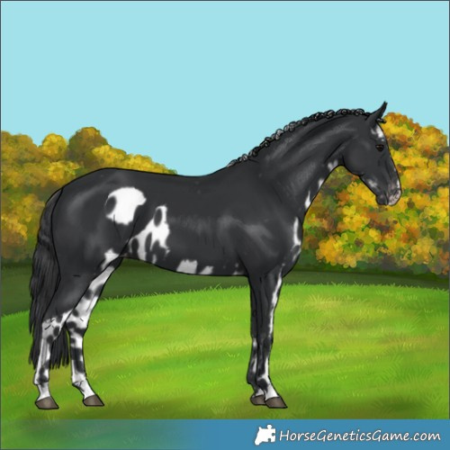 Horse Color:Black Skewed LP Spotted