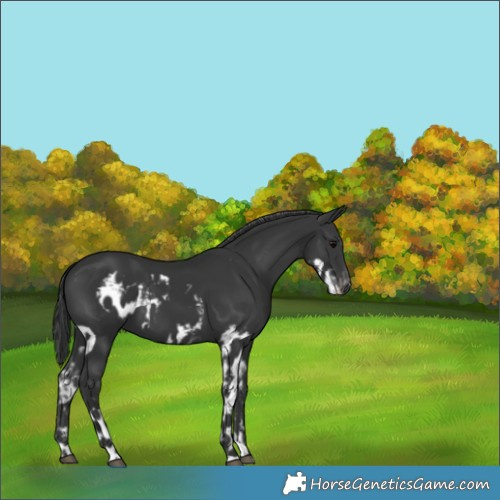 Horse Color:Black Skewed Appaloosa