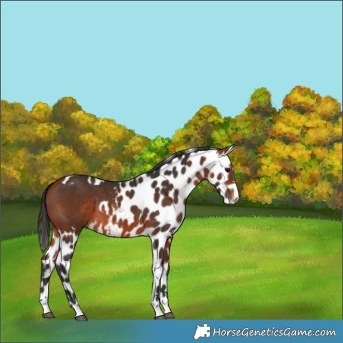 Horse Color:Bay Skewed Appaloosa 