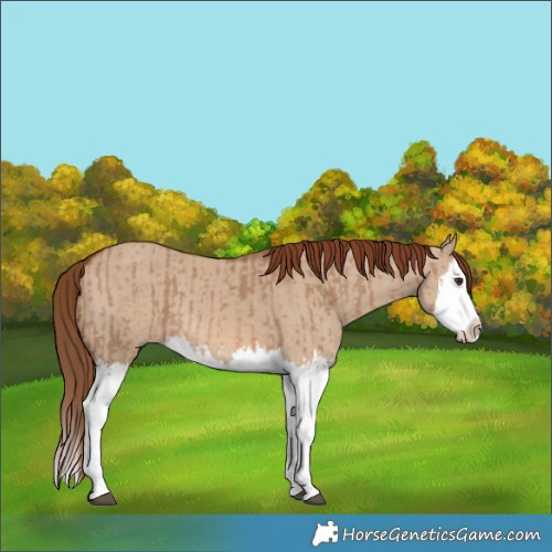 Horse Color:Red Dun Splash and Red Dun Splash Rabicano