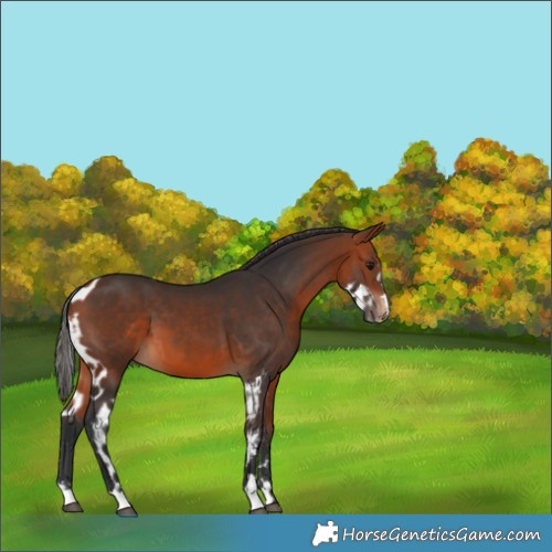 Horse Color:Bay Skewed Appaloosa 