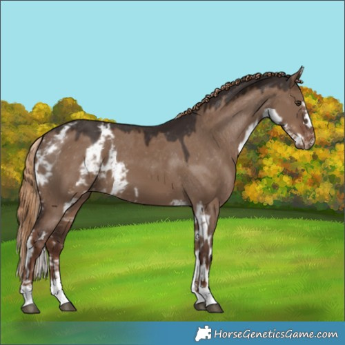 Horse Color:Liver Red Dun Skewed LP Spotted 