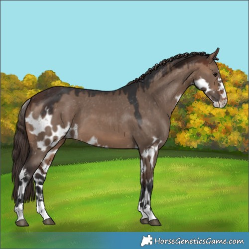 Horse Color:Brown Dun Skewed Appaloosa