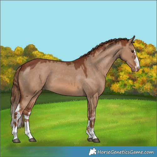 Horse Color:Red Dun Skewed Appaloosa