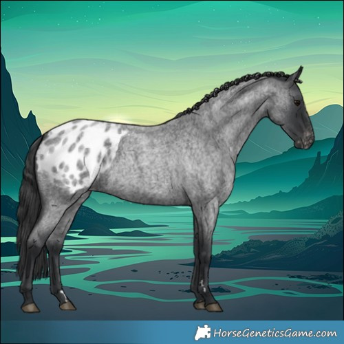 Horse Color:Blue Roan Blanket