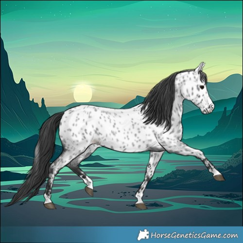 Horse Color:Blue Roan Appaloosa 