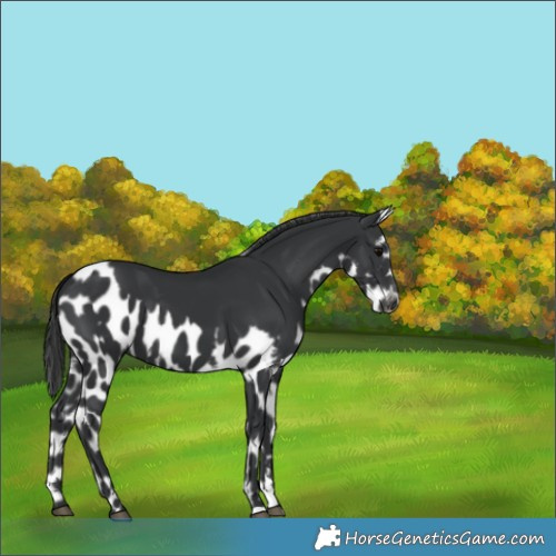 Horse Color:Black Skewed Appaloosa 